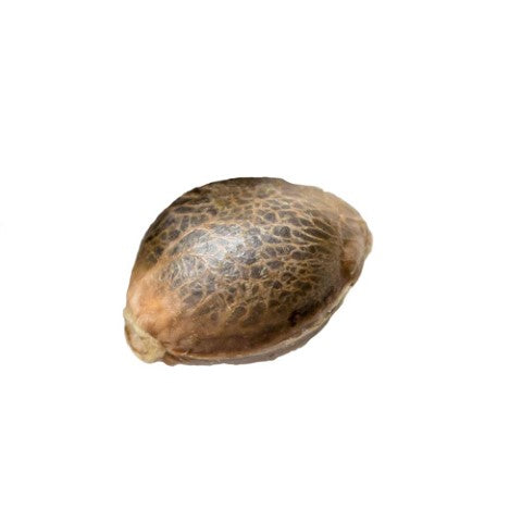 Og Kush Seeds — BC Cannabis Home