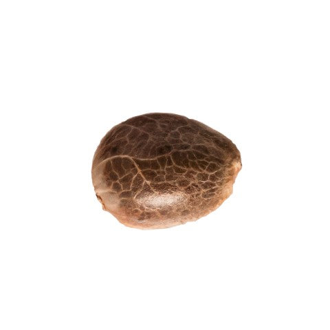 Apple Cobbler Seeds — BC Cannabis Home
