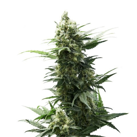 Chocolope Seeds — BC Cannabis Home
